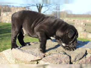 Photo №2 de l'annonce № 847 de la vente bulldog anglais - acheter à Allemagne annonce privée, de la fourrière, éleveur