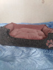 Photo №3. Maisons, lits, poufs pour chats, chiens, furets, etc. en Ukraine