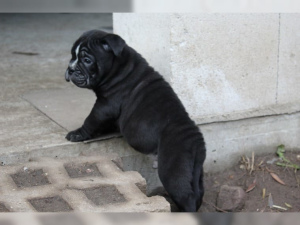 Photo №3. Les chiots Bulldog Anglais toujours 1 mâle très noir en noir né le 02.11.18. Allemagne