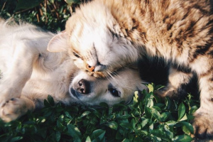 Amitié chats et chiens: comment réussir son voisinage?