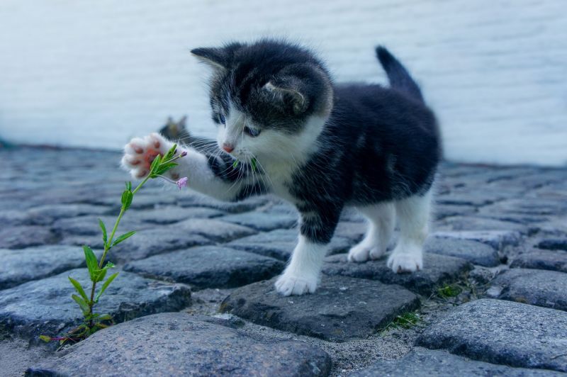 kitten is walking