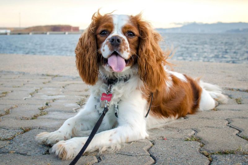 Cavalier king charles spaniel