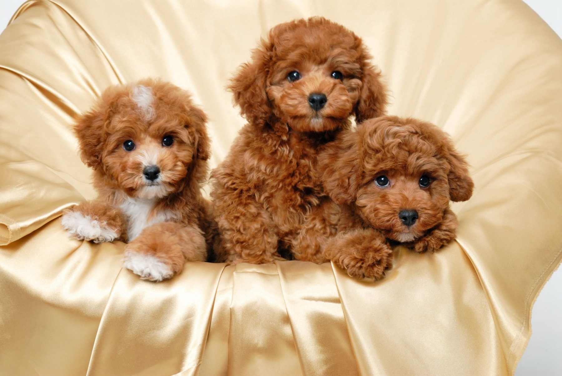 Maltipoo