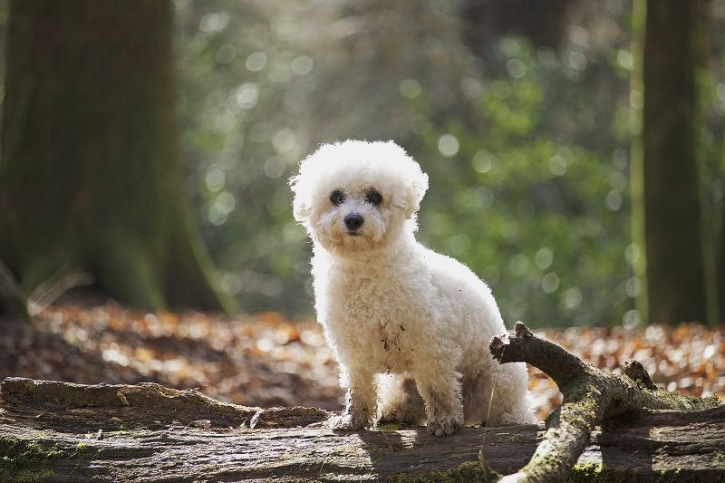 Bichon Frize