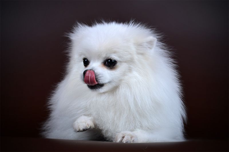 Pomeranian