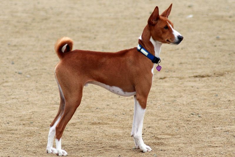 Basenji