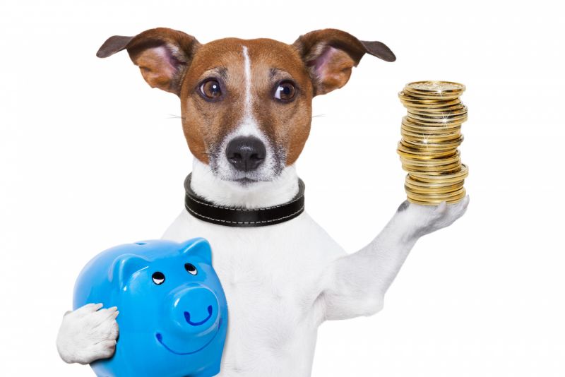 Comment économiser de l'argent en gardant un chien?