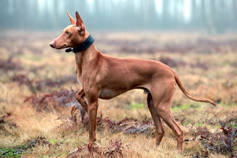 Pharaoh Hound