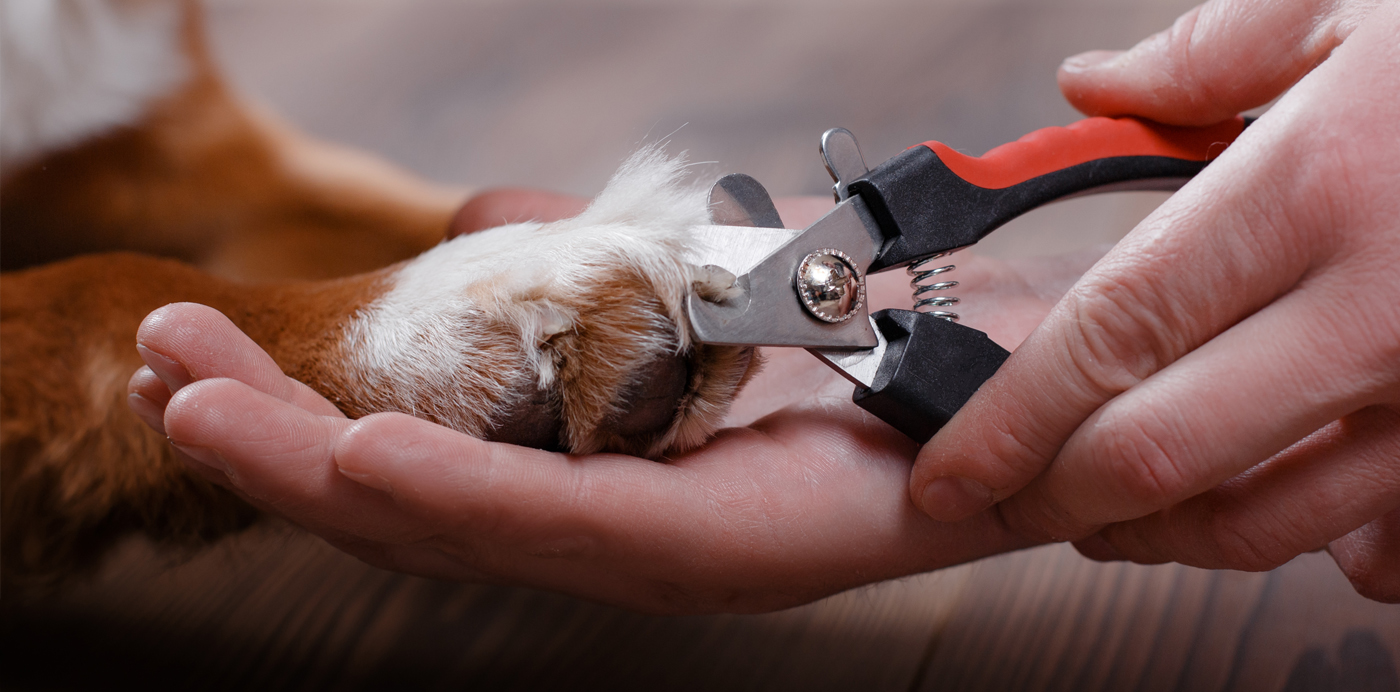 dog clipping