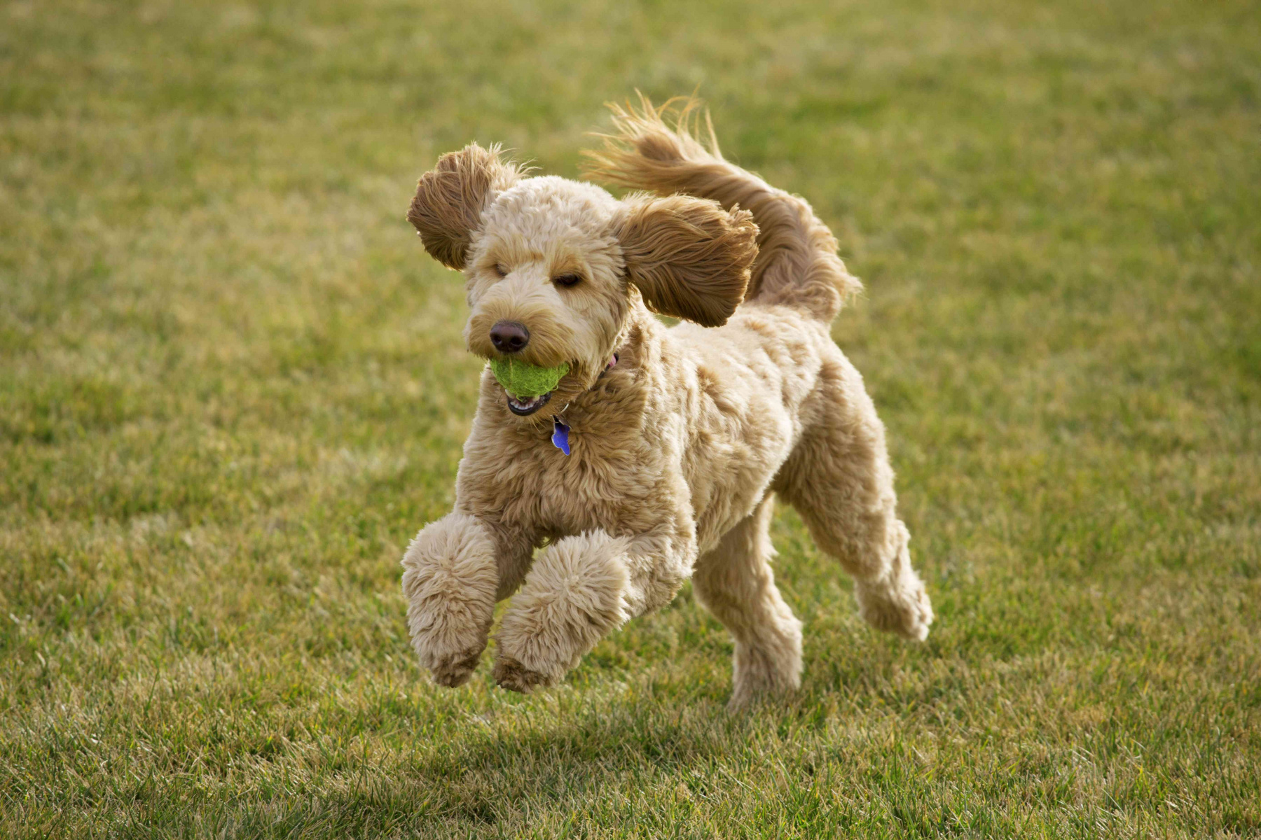 Goldendoodle