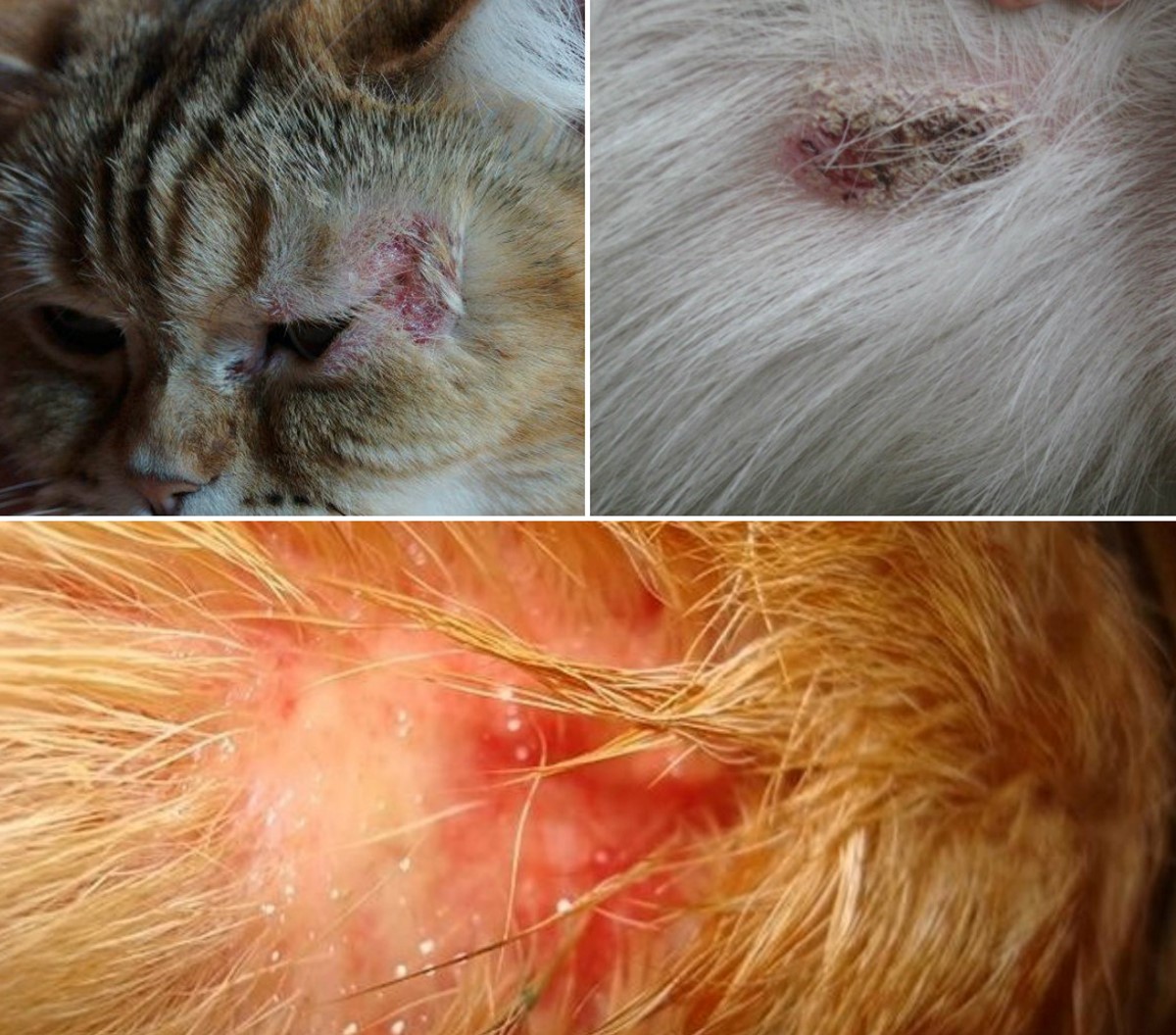 Демодекоз у кошек симптомы и лечение фото