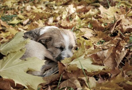 chien en feuilles