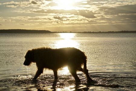 Irlandais Wolfhound