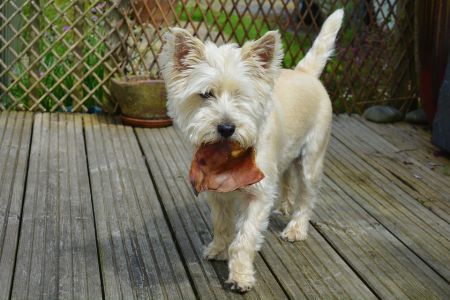 Cairn Terrier