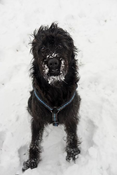 Schnauzer géant