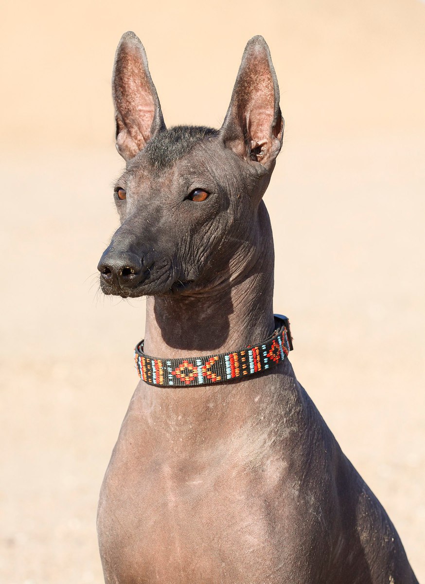 Xoloitzcuintle 