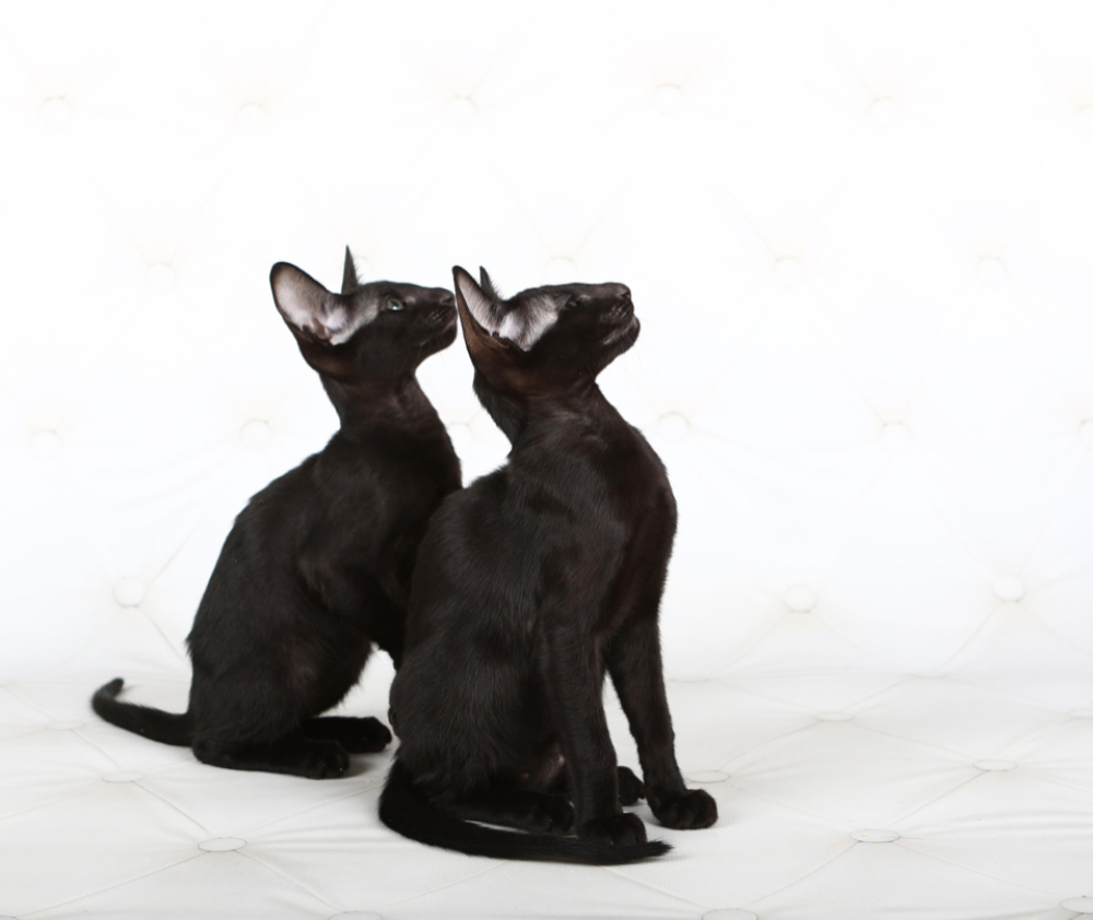 Oriental Shorthair A Vendre En Ville De Kiev Ukraine Prix 463 Annonce 5849