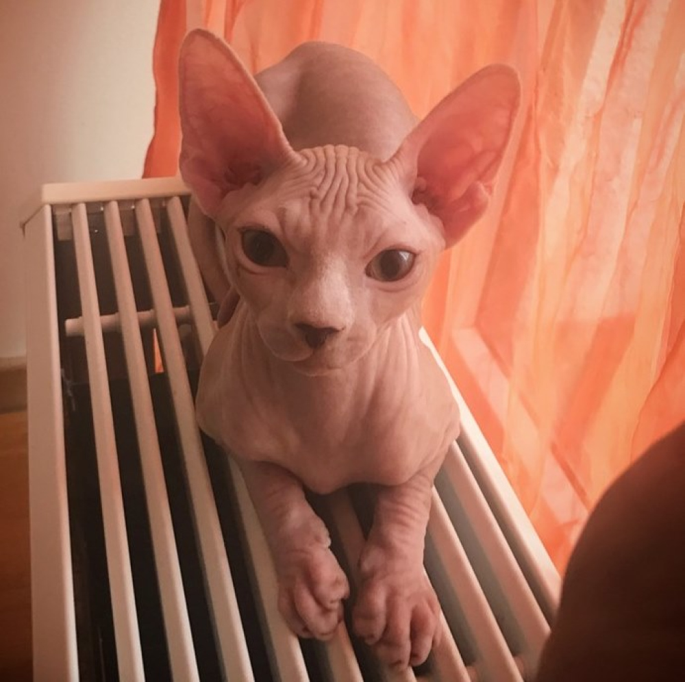 Sphynx A Vendre En Ville De Tallinn Estonie Prix 502 Annonce 6