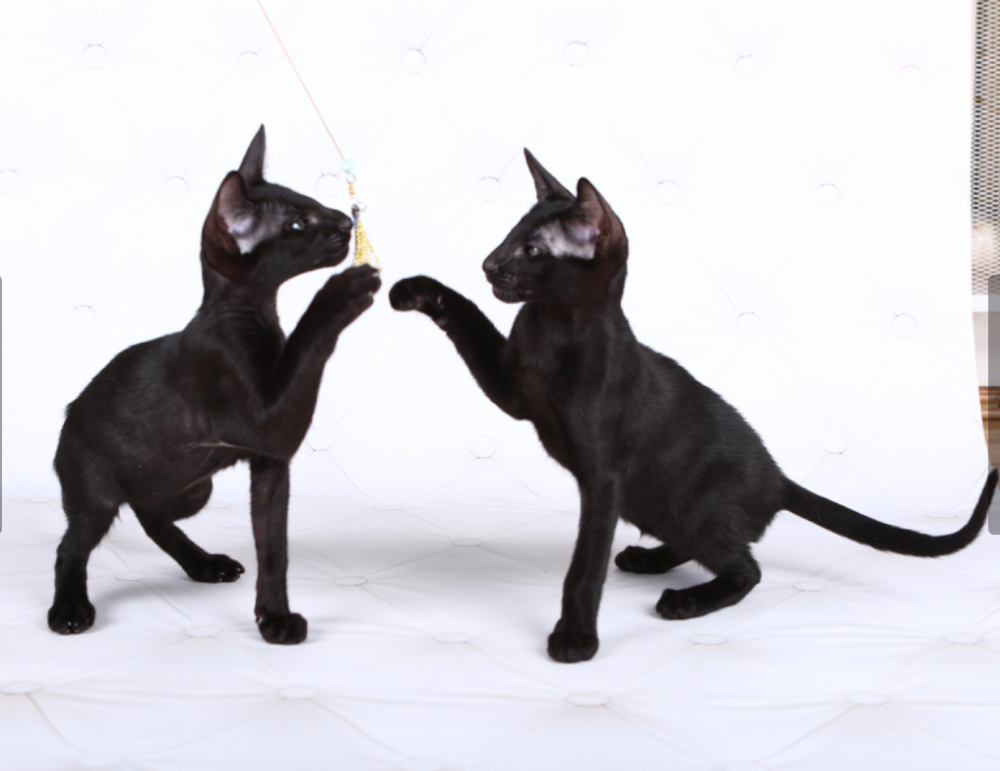 Oriental Shorthair A Vendre En Ville De Kiev Ukraine Prix 463 Annonce 5849