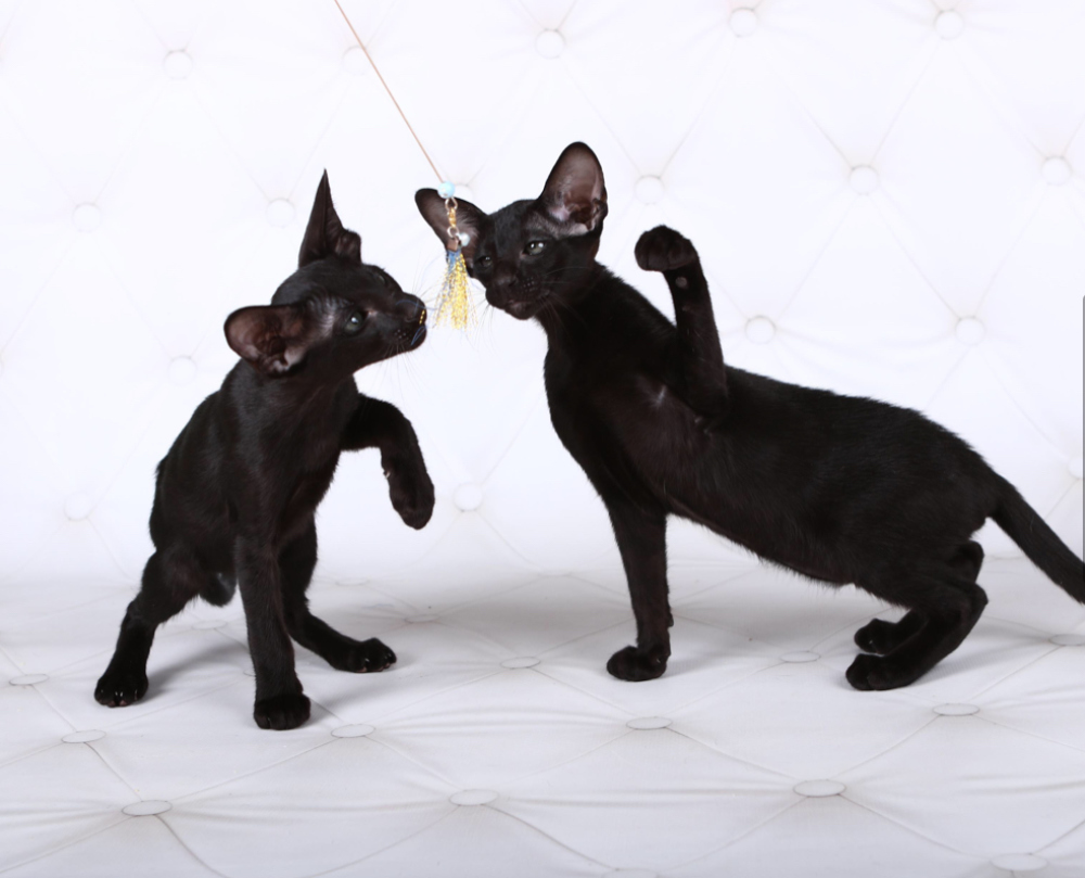 Oriental Shorthair A Vendre En Ville De Kiev Ukraine Prix 463 Annonce 5849