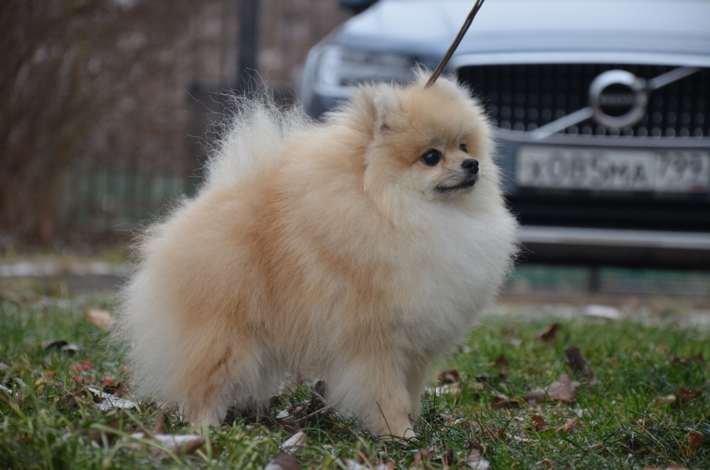 Spitz Nain à Vendre En Ville De Moscou Fédération De Russie