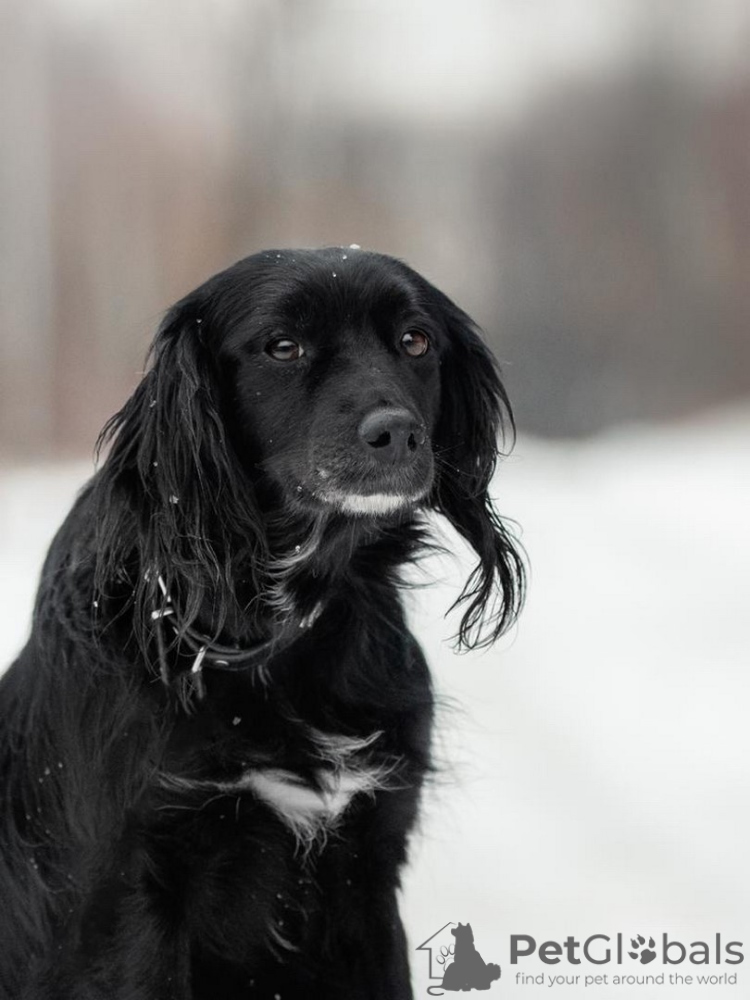 Chien b tard vendre en ville de F d ration de Russie