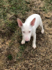 Photo №2 de l'annonce № 17574 de la vente bull terrier - acheter à Fédération de Russie annonce privée