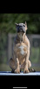 Photo №3. Chiots Cane Corso. Serbie