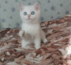 Photo №1. british shorthair - à vendre en ville de Москва | 1740€ | Annonce № 10971