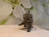 Photo №4. Je vais vendre scottish fold en ville de Мюнхен-Флугхафен. annonce privée, éleveur - prix - 380€