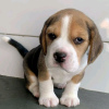 Photo №1. beagle - à vendre en ville de Helsinki | 450€ | Annonce №123825