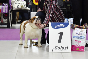 Photo №4. Je vais vendre bulldog anglais en ville de Москва. annonce privée, de la fourrière, de l'abri, éleveur - prix - 800€