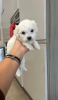 Photo №1. bichon maltais - à vendre en ville de Helsinki | 331€ | Annonce №127516