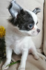 Photo №1. chihuahua - à vendre en ville de Mogilyov | négocié | Annonce №40389