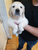 Photo №3. Deux chiots Golden Retriever vaccinés disponibles maintenant. Allemagne