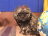 Photos supplémentaires: Fille de chien de poche de couleur russe miniature