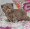 Photo №3. chaton british shorthair. Allemagne