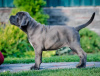 Photo №1. cane corso - à vendre en ville de Loznica | négocié | Annonce №67146