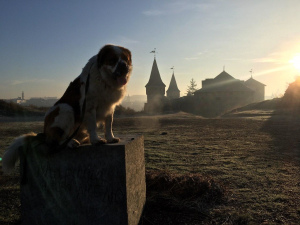Photo №4. Accouplement saint-bernard en Ukraine. Annonce № 6020