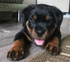 Photo №1. rottweiler - à vendre en ville de Братислава | négocié | Annonce №56897