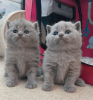 Photo №1. british shorthair - à vendre en ville de Стамбул | Gratuit | Annonce № 9653