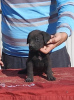 Photo №2 de l'annonce № 120717 de la vente cane corso - acheter à Serbie 