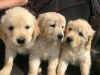 Photo №1. golden retriever - à vendre en ville de Berlin | Gratuit | Annonce №115969