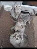 Photo №1. british shorthair - à vendre en ville de California | 218€ | Annonce № 37168