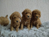 Photo №3. Chiots Caniche Toy. Serbie