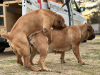 Photos supplémentaires: Chiots Boerboel Mastiff sud-africains