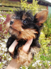 Photos supplémentaires: Chiot Yorkie au visage de bébé