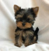 Photo №1. yorkshire terrier - à vendre en ville de Helsinki | négocié | Annonce №88139