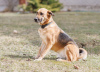 Photo №3. Sauvez la chienne Lexi, elle a un besoin urgent d'un foyer. Biélorussie