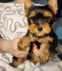 Photo №1. yorkshire terrier - à vendre en ville de Zrenjanin | négocié | Annonce №34224